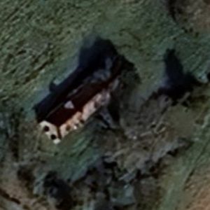 Abandoned villa House Monkey - France