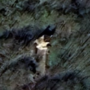 Abandoned church Forest - France