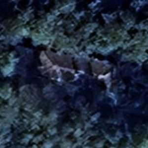 Abandoned Mansion Beetles - France